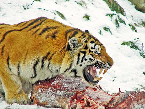 [Image: siberian-tiger-amur-tiger-korean-tiger.jpg]